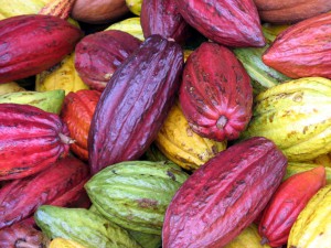 Cocoa Pods